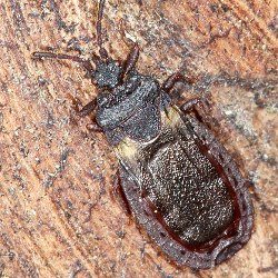 Aneurus avenius